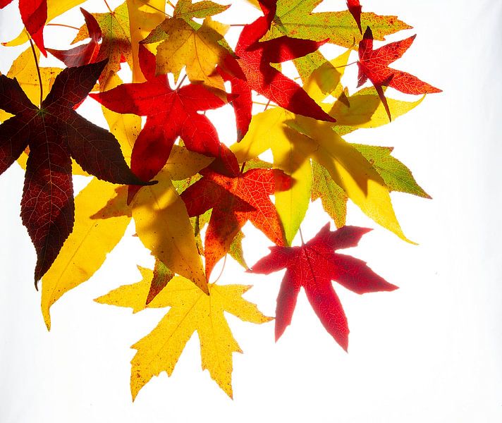 Autumn leaves Acer Maple by Anjo Kan