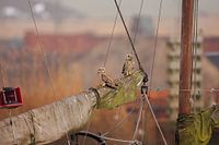 Sumpfohreulen auf dem Mast