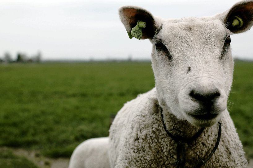 Say Sheeeeep! par Wendy Kops