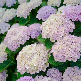 Hortensie von Sanne Compeer