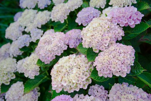 Hortensia