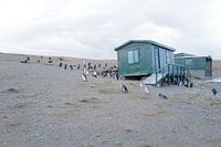Pingouins à Cabo Negro