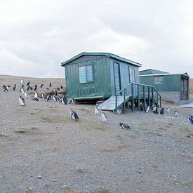 Pinguins op Cabo Negro van Gijs Kornmann