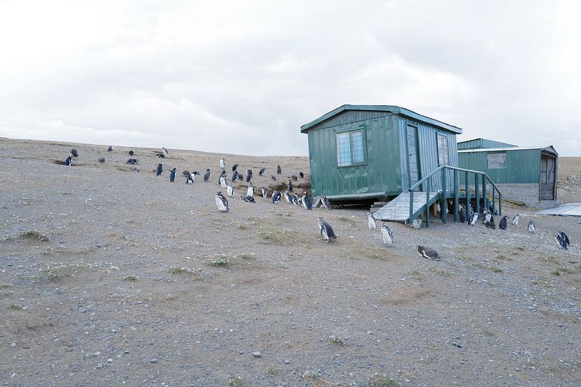 Penguins on Cabo Negro by Gijs Kornmann