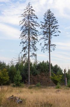 Zwei Bäume auf dem Dwingelderveld (Drenthe - Nerderland) von Marcel Kerdijk