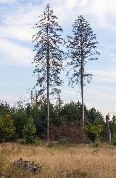 Two trees on the Dwingelderveld (Drenthe - Nerderland) by Marcel Kerdijk