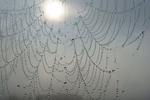 Spinnenweb met dauwdruppels sur Michel van Kooten