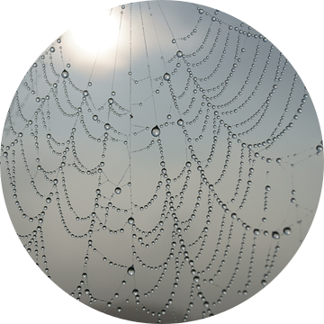 Spinnenweb met dauwdruppels van Michel van Kooten