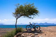 Mountainbike im Schatten eines Baumes von Adri Vollenhouw Miniaturansicht
