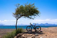 Mountain bike in the shade of a tree