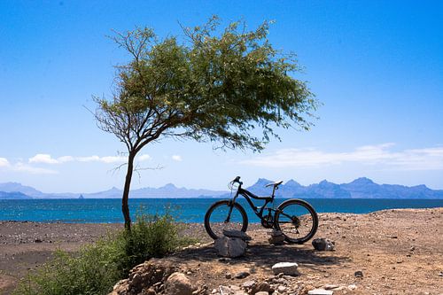 Mountainbike in de schaduw van een boom