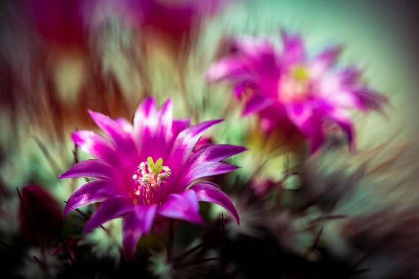 Schoonheid macro cactus met paarse bloemen en stekels met bokeh details en close-up van Dieter Walther