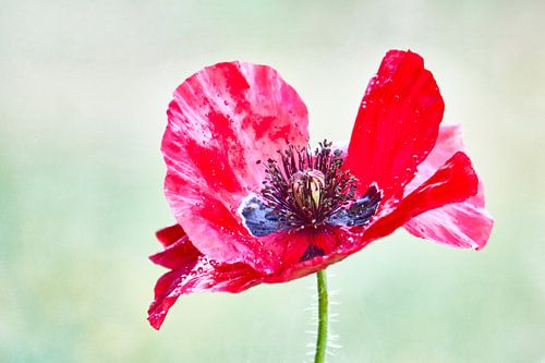 Rouge et vert