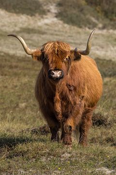 Schotse Hooglander van Menno Schaefer