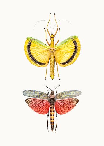 Rariteitenkabinet_Insecten_08