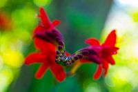 Rouge