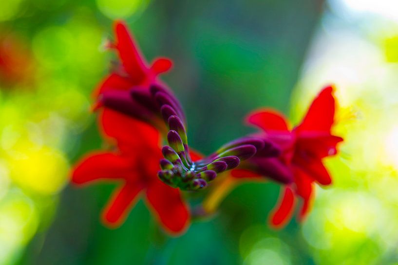 Red by Afke Visser