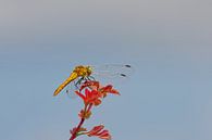 Weiblich der blutroten Heidelibel von Kristof Lauwers Miniaturansicht