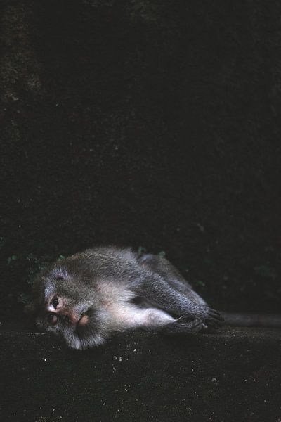 Resting monkey near Monkey Forest in Ubud Indonesia by Ken Tempelers