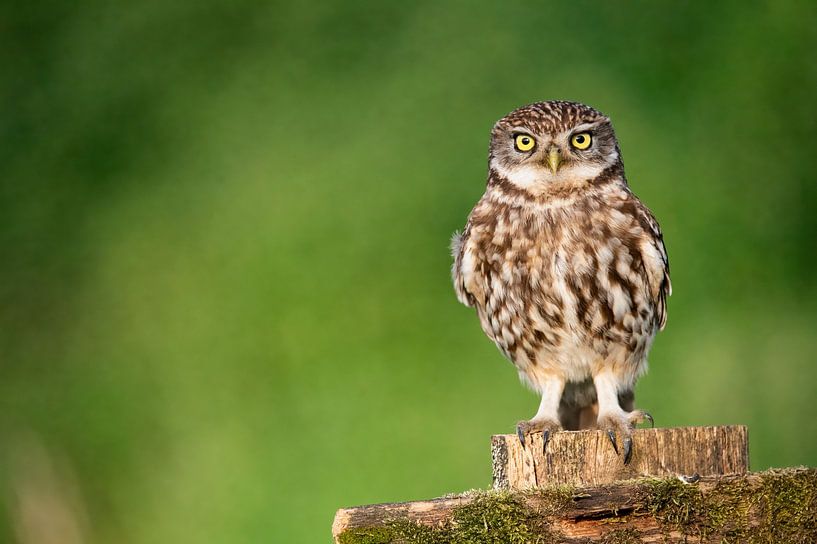Hibou en pierre par Isabel Alba Gonzalez