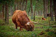 Grazende Schotse Hooglander stier in natuurgebied van Jenco van Zalk thumbnail