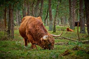 Weidender schottischer Hochlandbulle im Naturschutzgebiet