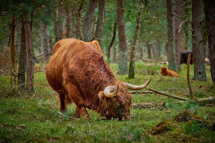 Grazende Schotse Hooglander stier in natuurgebied van Jenco van Zalk