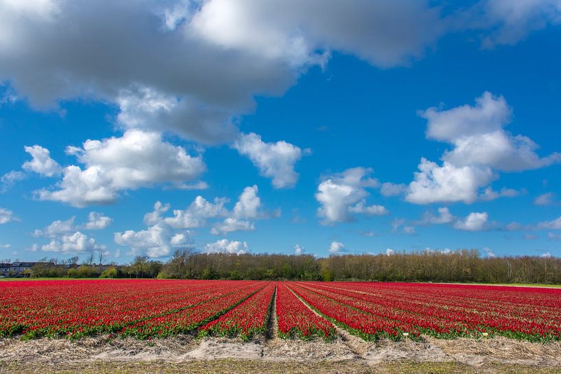 Rode tulpenbedden Callantsoog van Margreet Frowijn