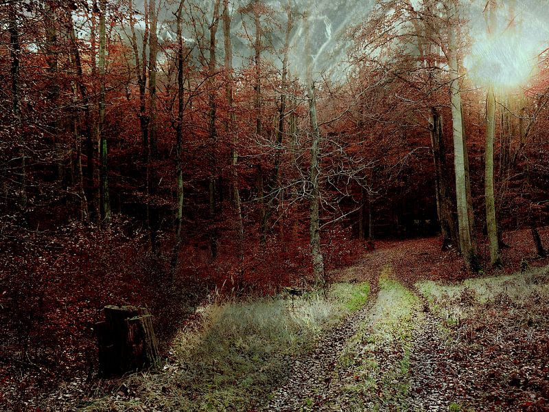 Mystischer Wald van Heidrun Carola Herrmann