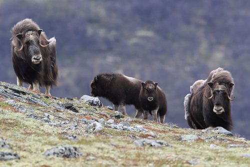 Muskusos in Dovrefjell nationaal park, in de natuurlijke habitat, Noorwegen