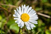 Gänseblümchen