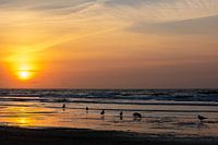 Meeuwen bij zonsondergang