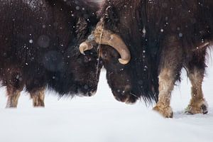 Het gevecht van de stieren, het gevecht van dichtbij. Ijsgehoornde poolreliëf van de ijstijd harig m van Michael Semenov