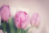 Tulpen roze in volle bloei