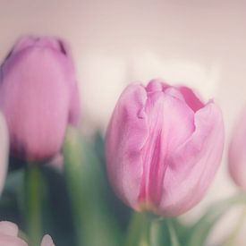 Tulips pink in full bloom by Consala van  der Griend