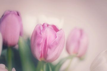 Tulpen roze in volle bloei van Consala van  der Griend