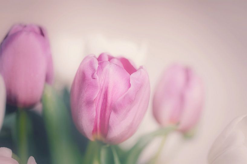 Tulips pink in full bloom by Consala van  der Griend