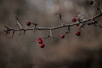 Branche avec des baies en automne