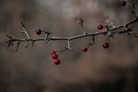 Branch with berries in autumn by Arie de Korte