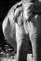 elephant black and white