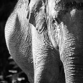 l'éléphant en noir et blanc sur Daphne Brouwer