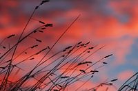 Avondrood