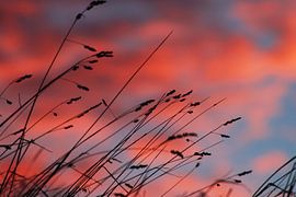 Avondrood von Anja Kok