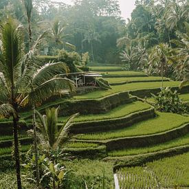 Lever de soleil sur les rizières à Ubud sur Amber Francis