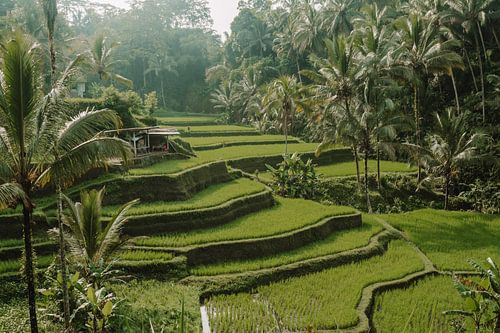 Zonsopgang bij rijstvelden in Ubud van Amber Francis