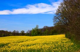 Rapeseed field by Thomas Jäger