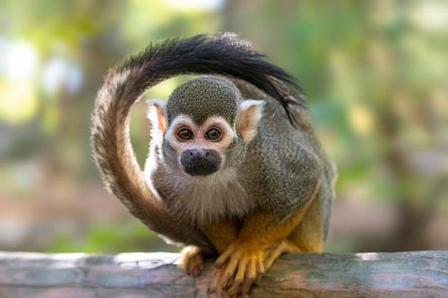 jonge doodshoofdaap op een tak in de jungle