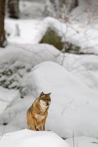 Wolf (Canis lupus)