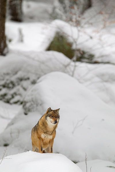 Wolf (Canis lupus) von Dirk Rüter