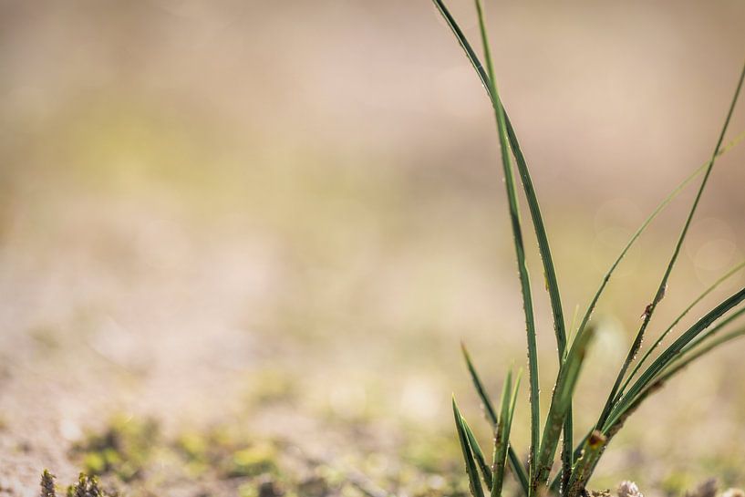 Gras van Miranda van Hulst